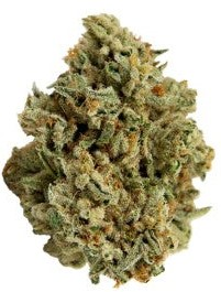 Color Cannabis: Mango Haze (7g)